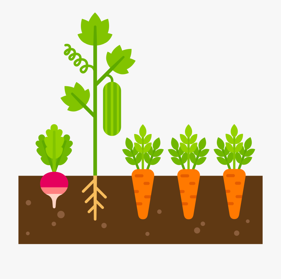 Plant clipart garden plant. Caring care vegetable 