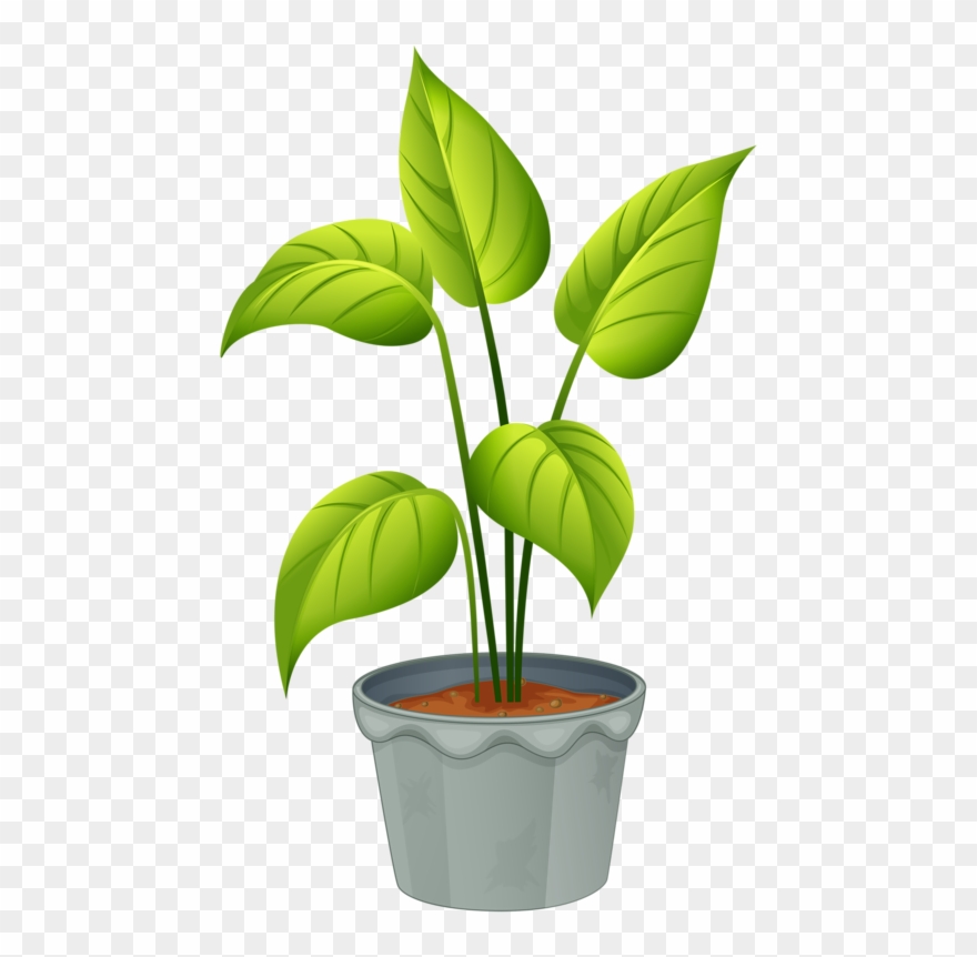 Home flowering and non. Plants clipart green plant