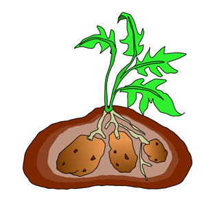 Potato clipart potato plant. Clip art images pictures