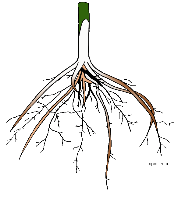 plant clipart root