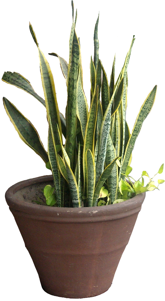 plant clipart snake plant