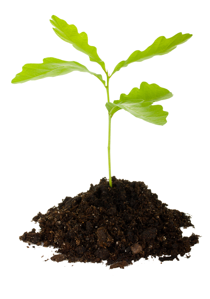 plant clipart soil