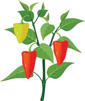 plant clipart sweet pepper