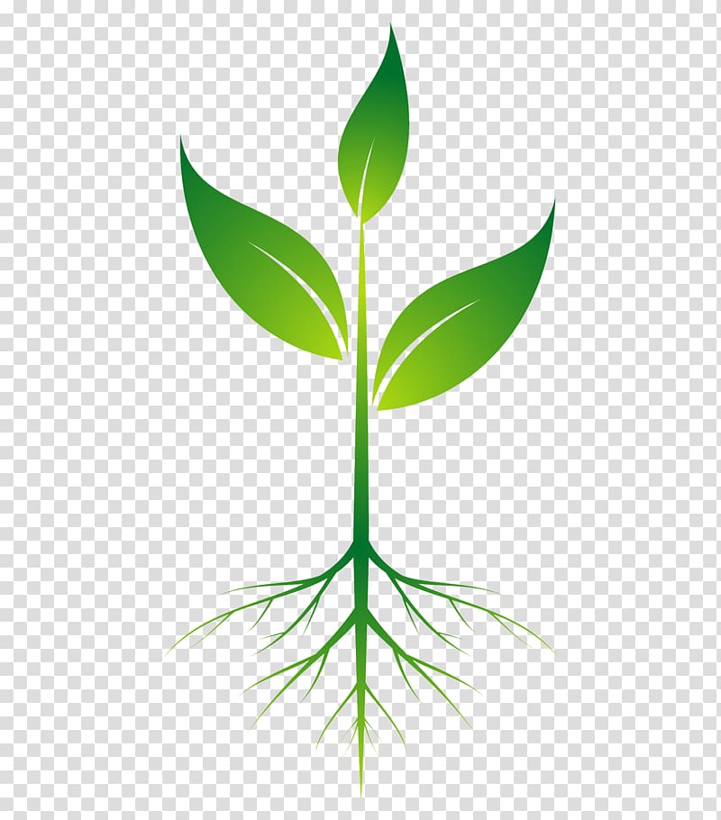 plants clipart clear background