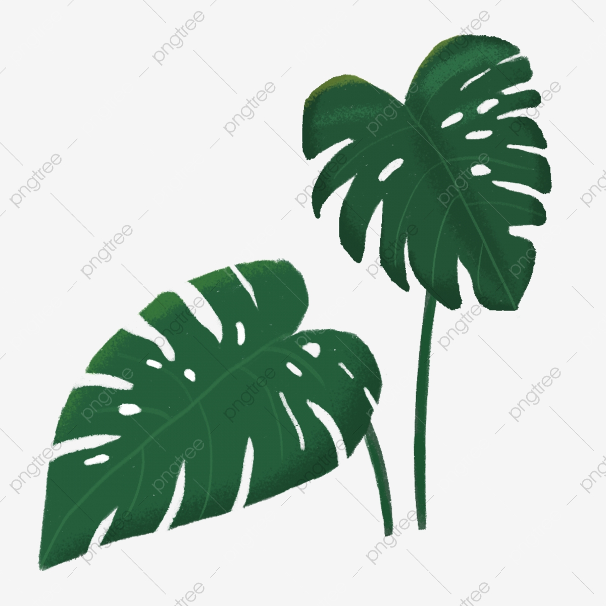 plant clipart tropical plant
