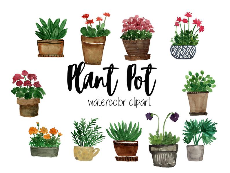 plant clipart watercolor