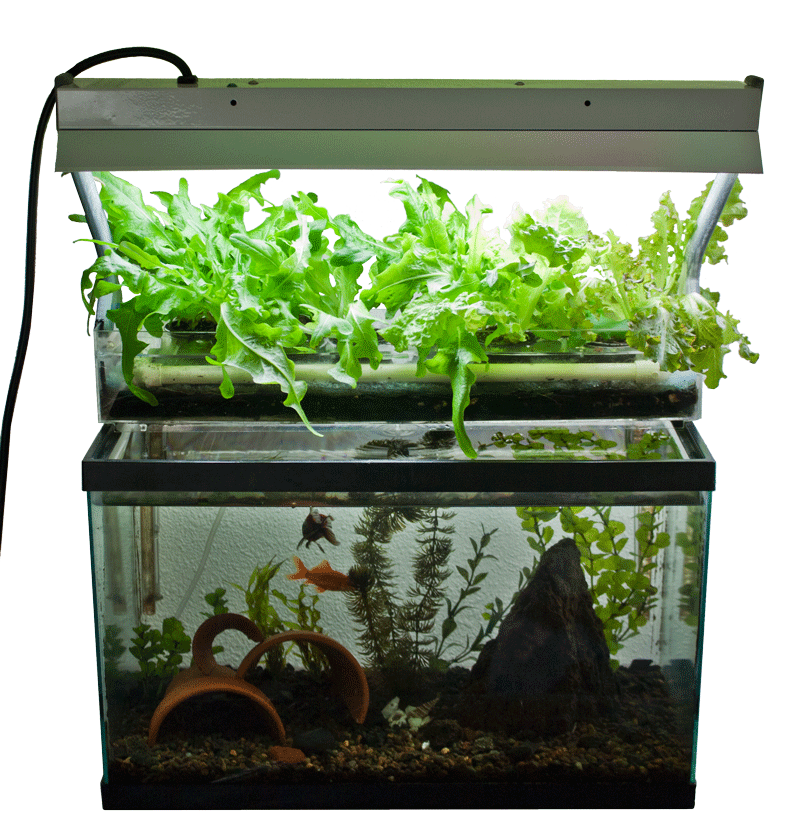 planting clipart aquarium plant