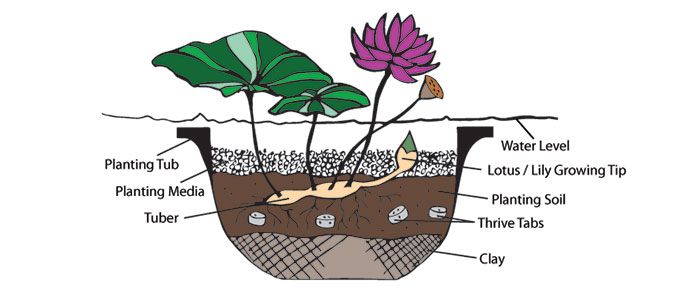 Lotus needs dirt clay. Planting clipart aquatic plant