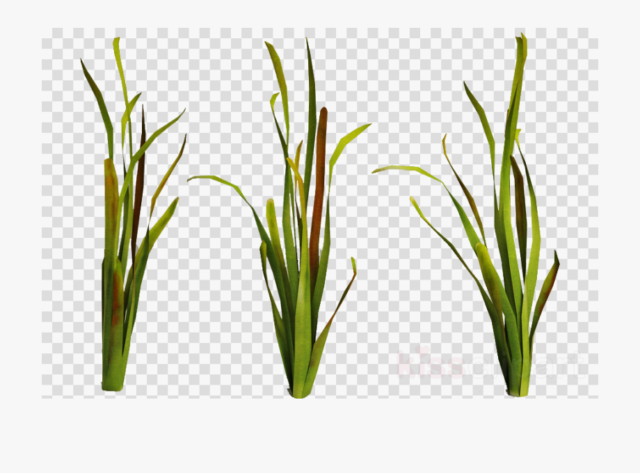 Planting clipart aquatic plant. Download underwater plants transparent