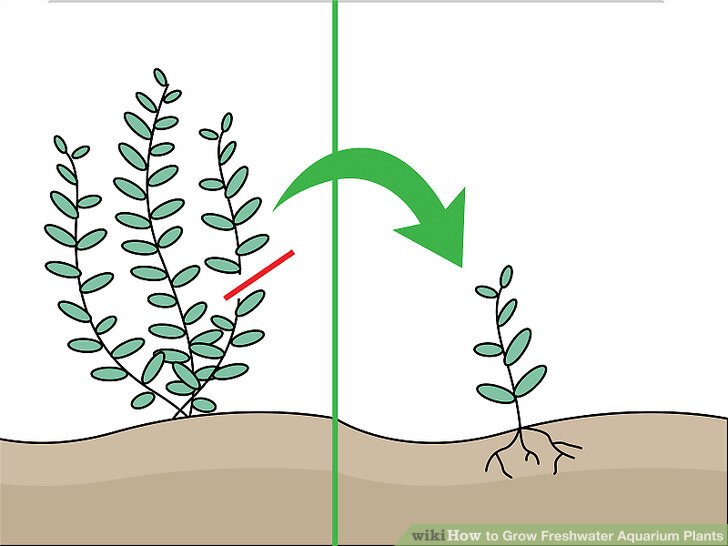 How to grow freshwater. Planting clipart aquatic plant