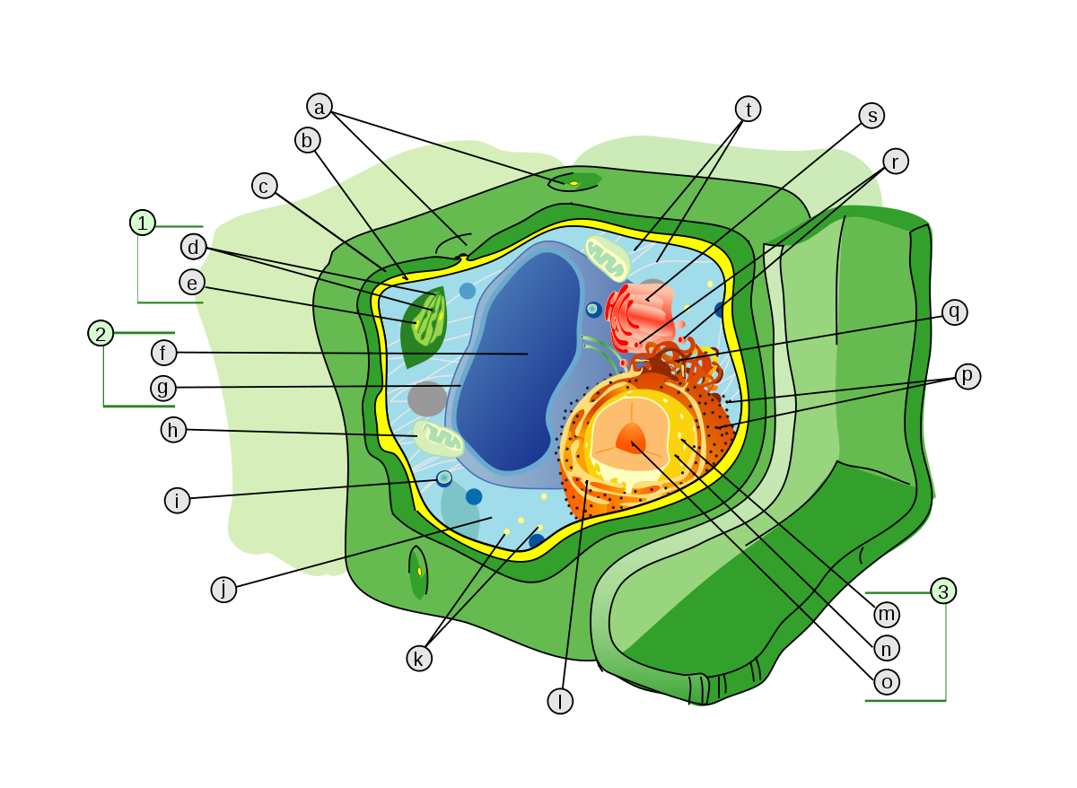 Planting clipart autotroph. Cell wall wikipedia 
