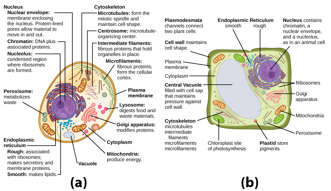 Unique features of animal. Planting clipart autotroph
