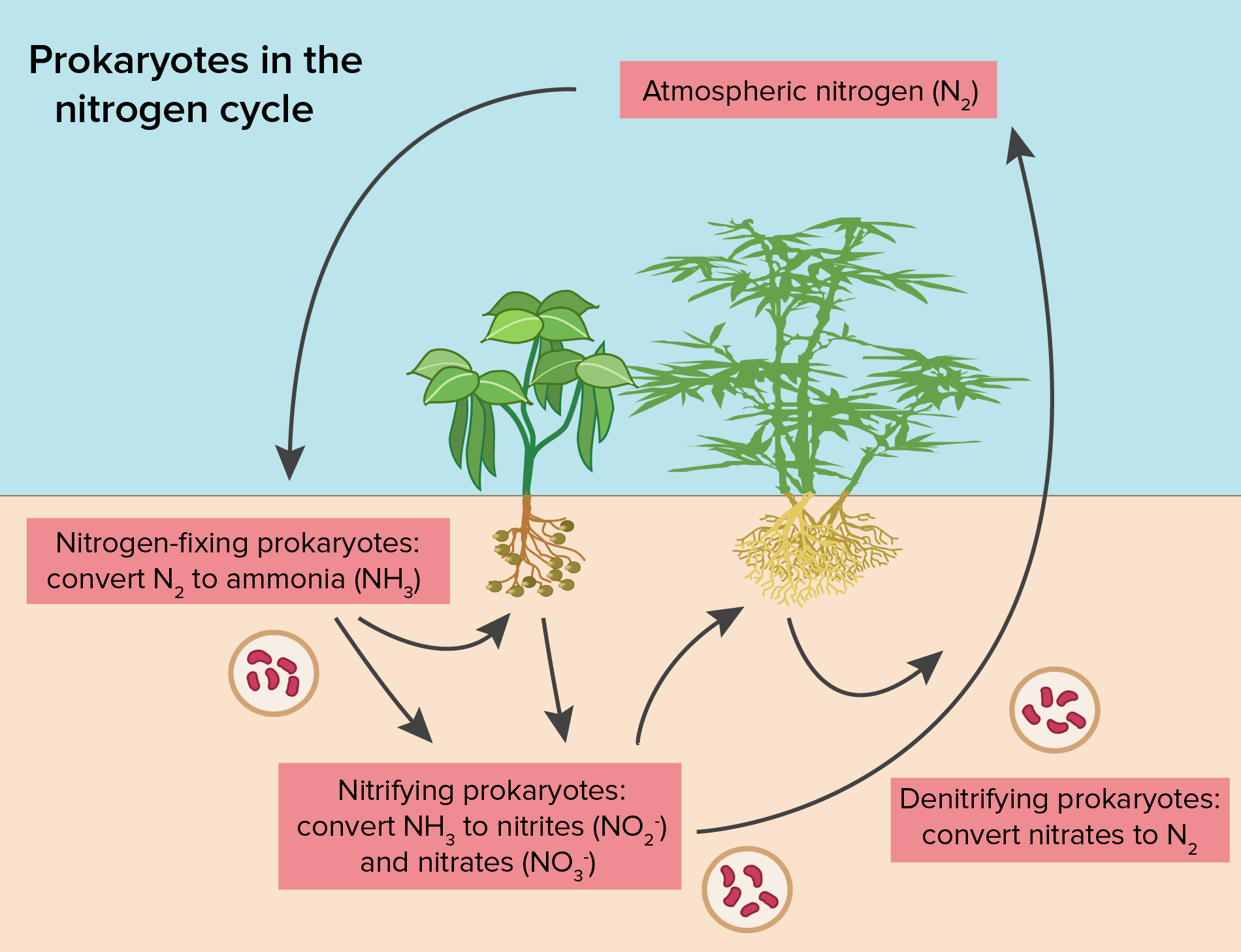 planting clipart autotroph