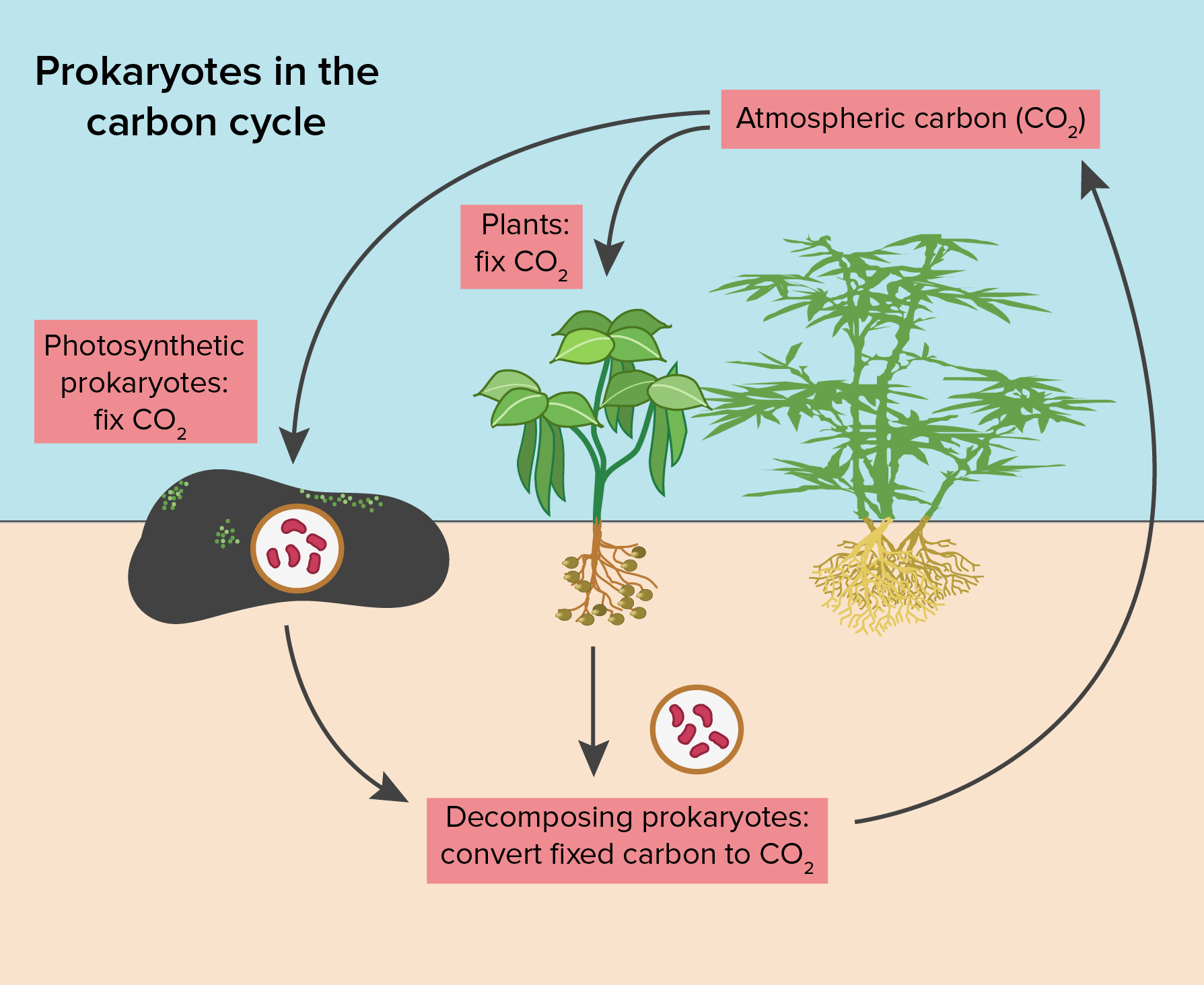 planting clipart autotroph