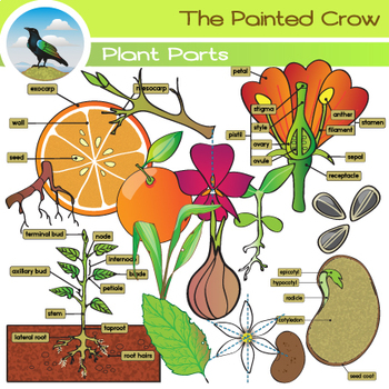 roots clipart botany science