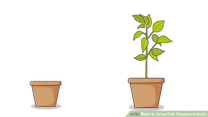 Planting clipart chilli plant. How to grow chili