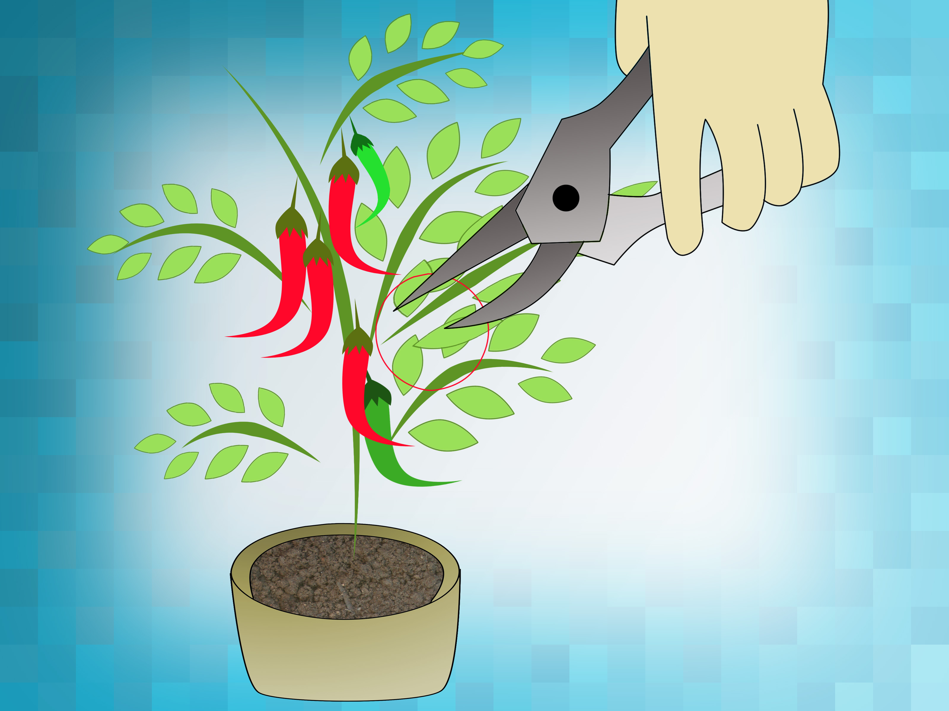How to grow cayenne. Planting clipart chilli plant