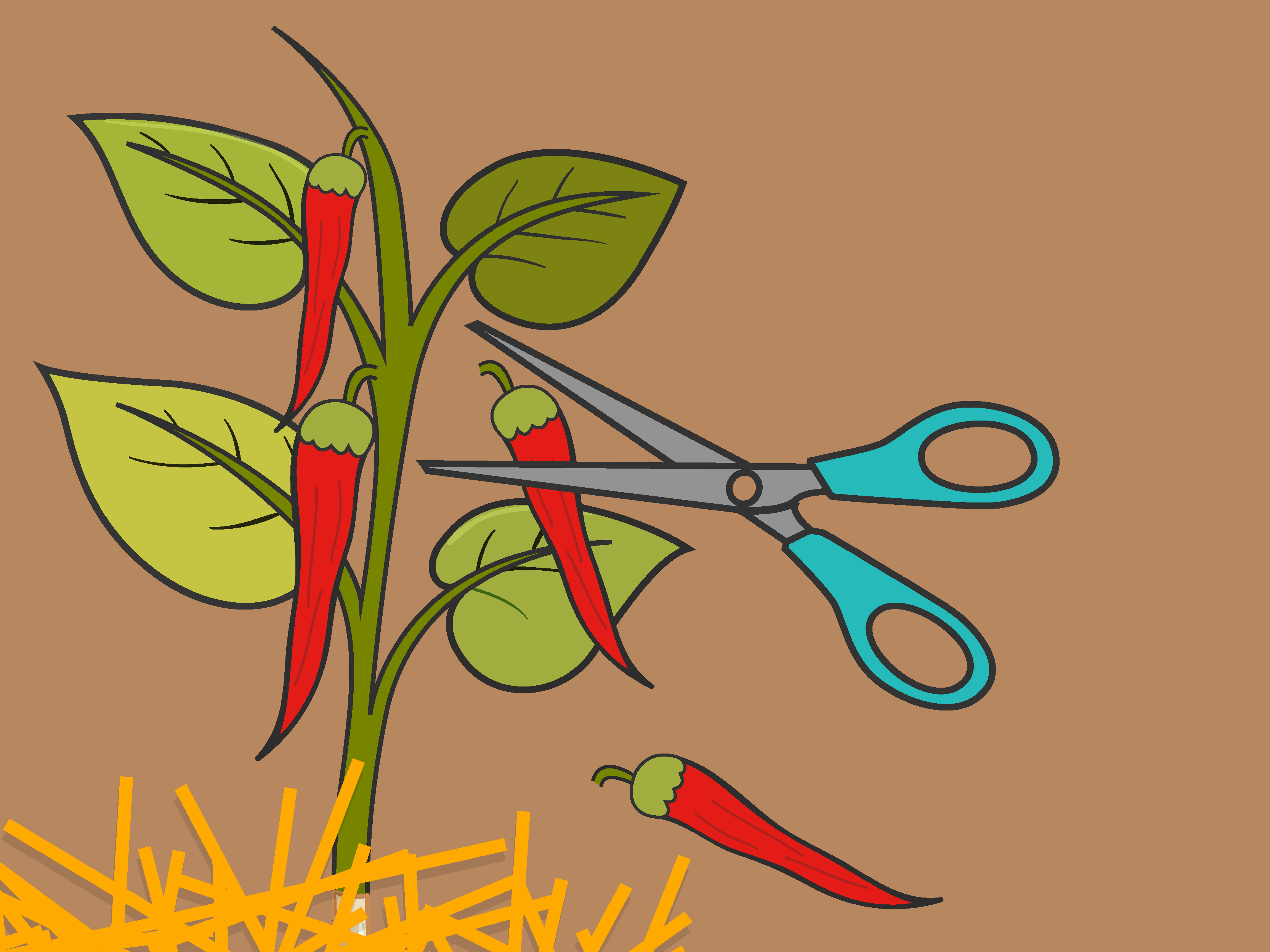 Planting clipart chilli plant. How to grow hot