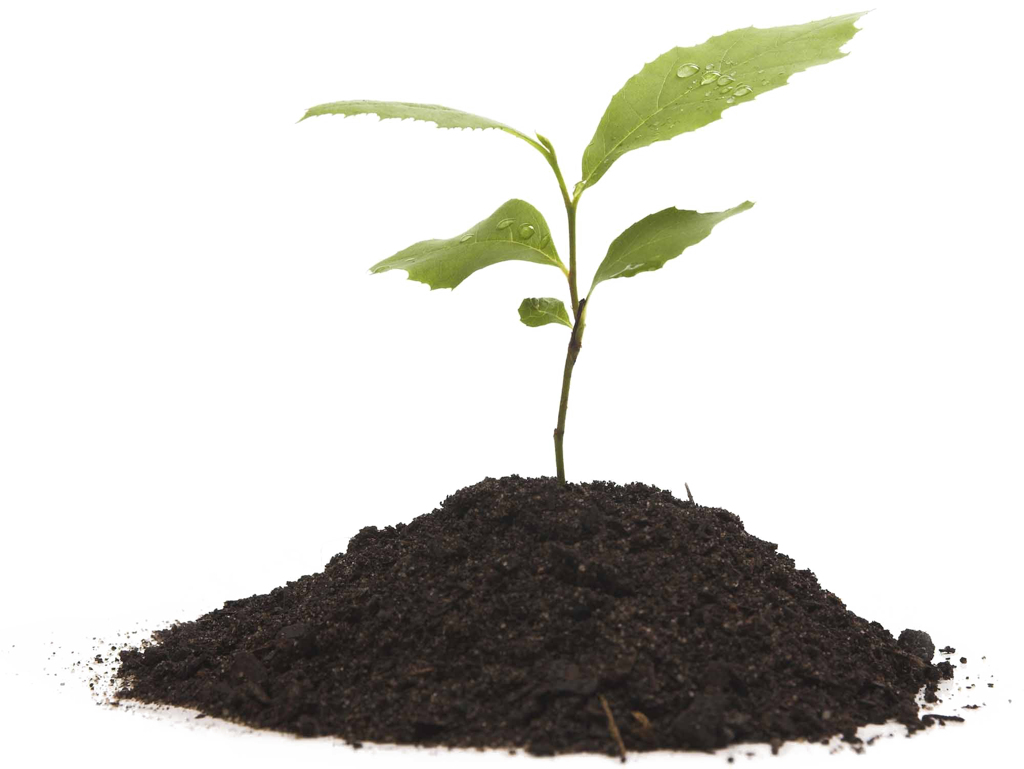 Growing plant transparent png. Planting clipart clear background