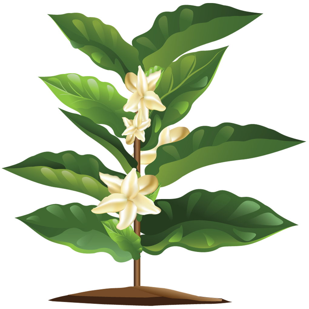 planting clipart coffee plant