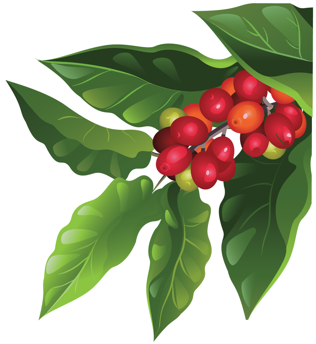 planting clipart coffee plant
