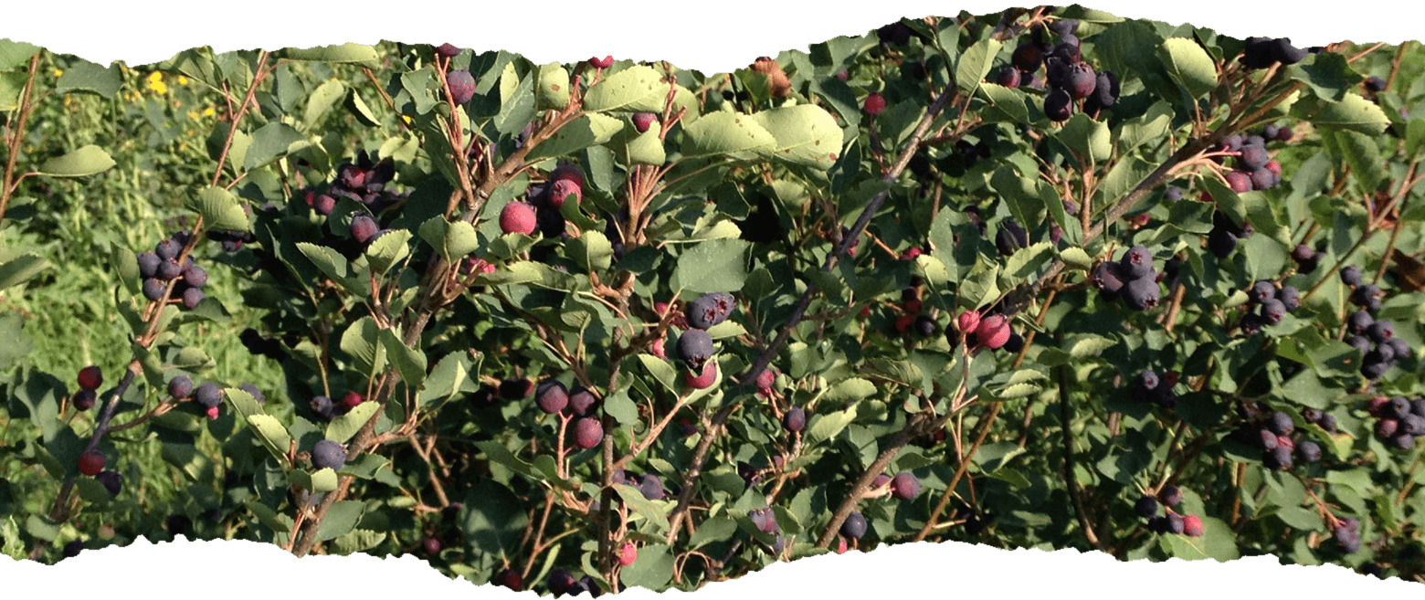About saskatoon berries berry. Planting clipart food