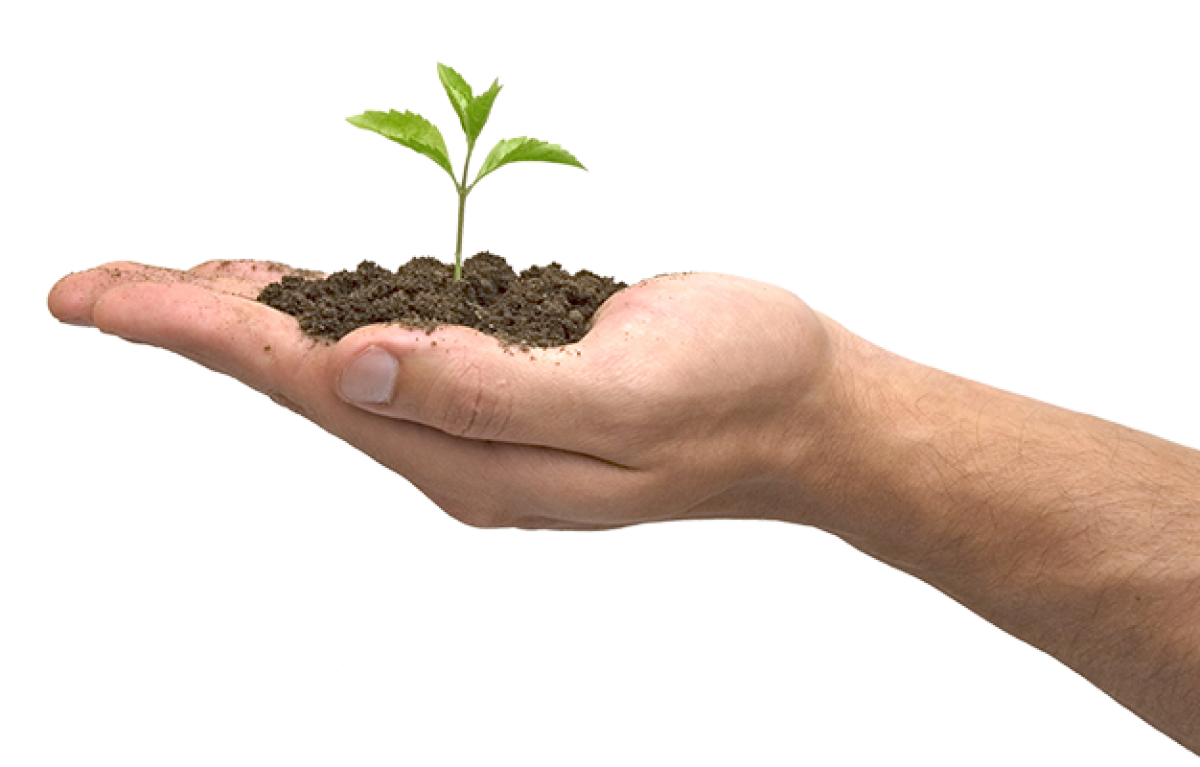 planting clipart hand holding