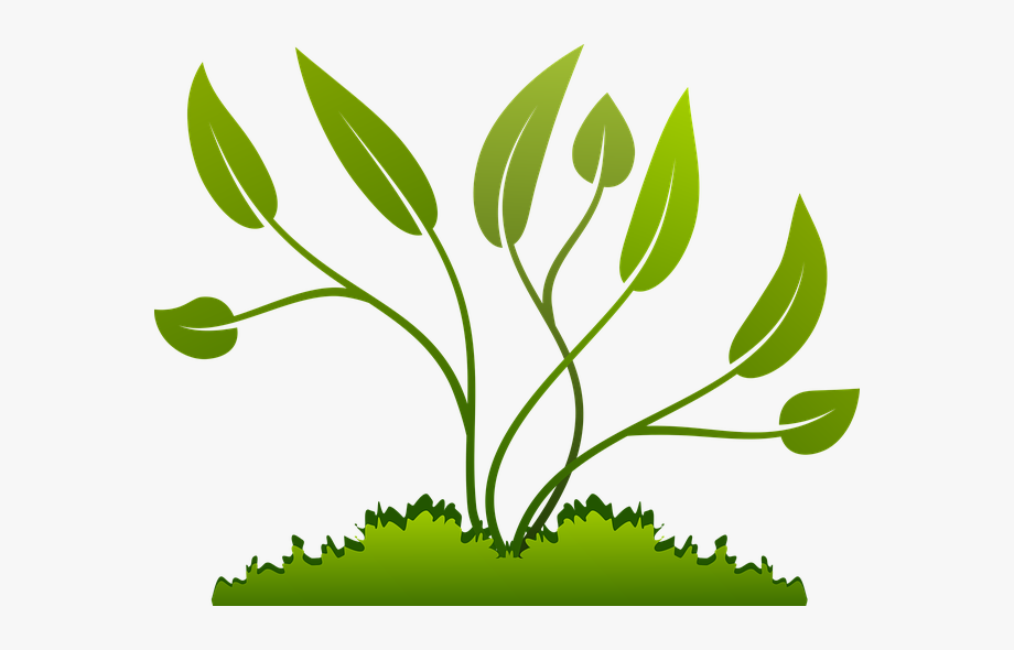 planting clipart leafy plant