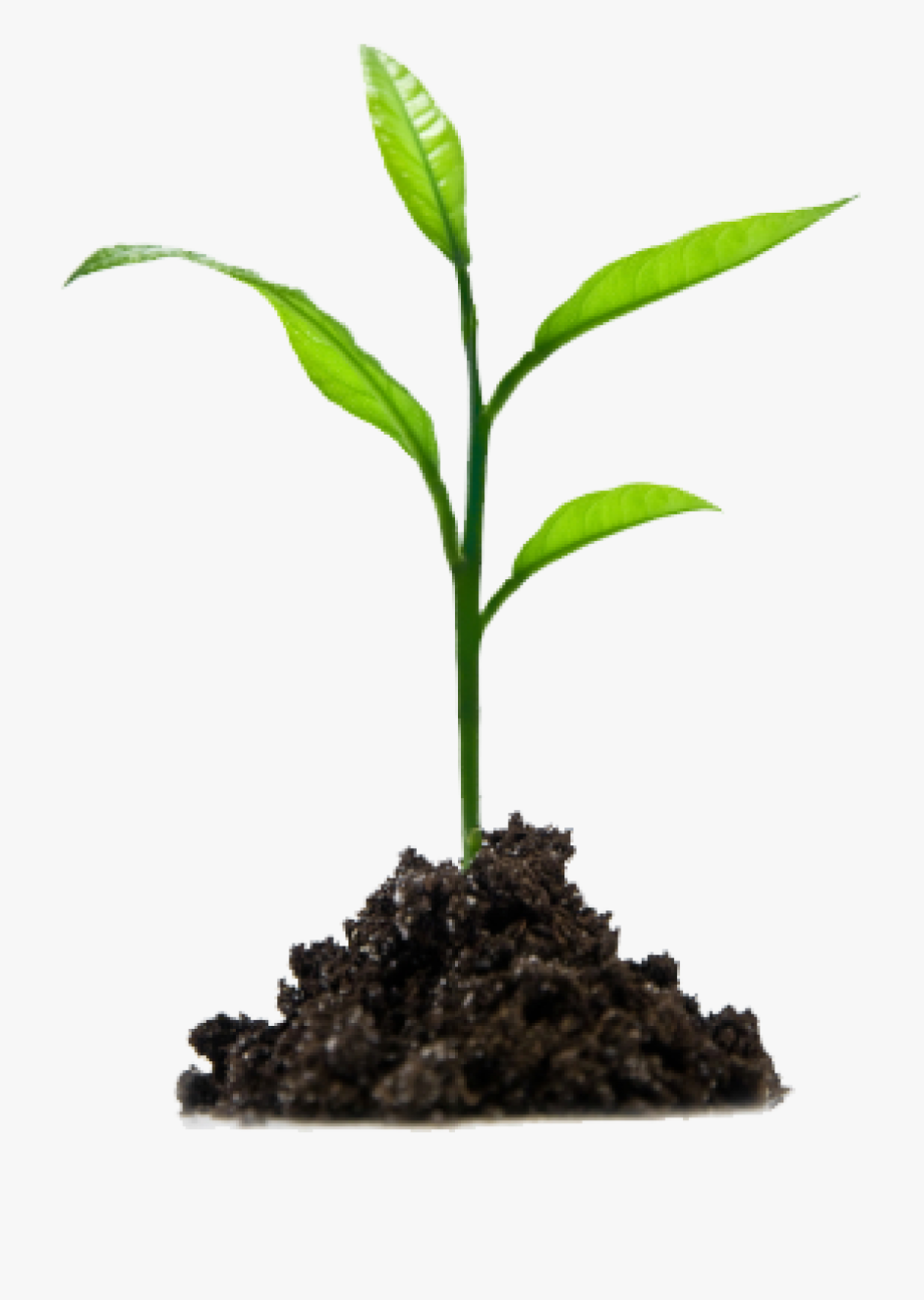 Planting clipart leafy plant. Animal kid growing transparent