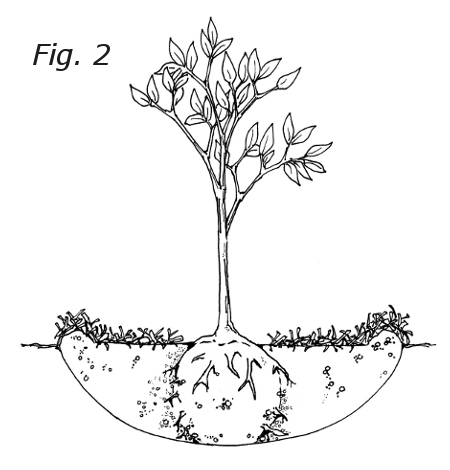 Tree guide . Planting clipart little plant