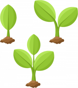 planting clipart mature plant