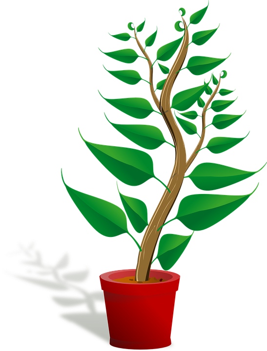 Free images group pictures. Seedling clipart ornamental plant