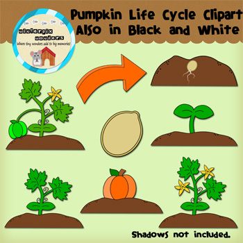 Planting clipart plant australian. Pumpkin life cycle plants