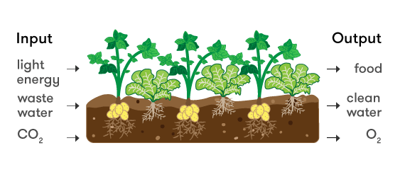 planting clipart plant experiment