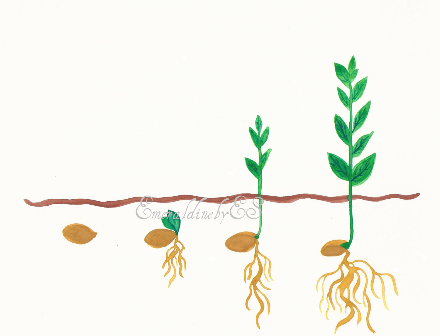 seedling clipart root