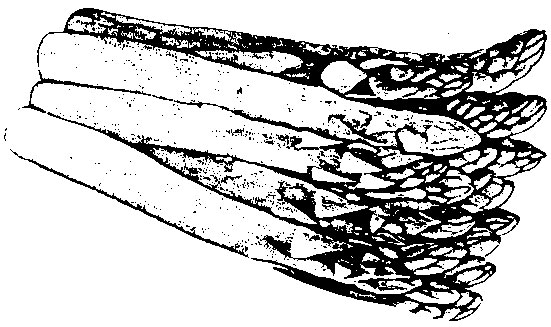 Planting clipart plant producer. Asparagus mississippi state university