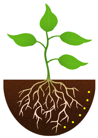 planting clipart root