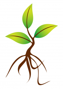 planting clipart root