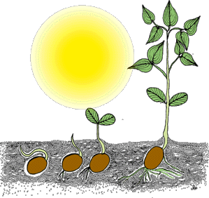 Seedling clipart plant care. Free seed planting cliparts