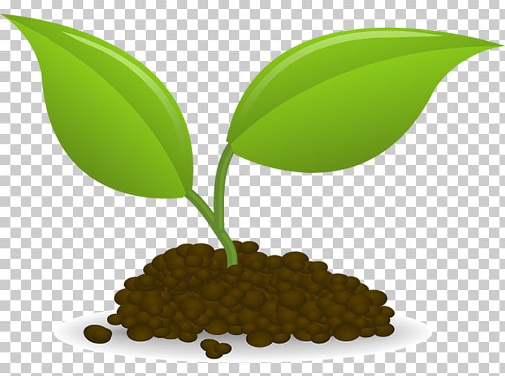 Seedling clipart plant based diet. Sowing png botanical name