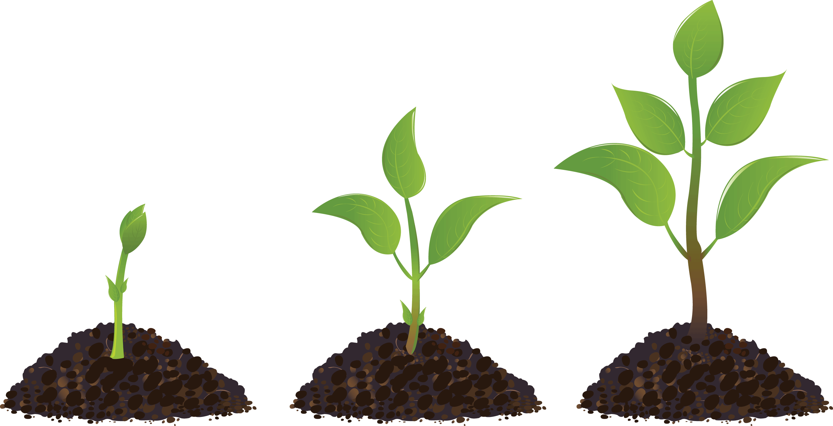 Sprouting drawing plant transprent. Seedling clipart sprouted