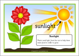 planting clipart sunlight plant