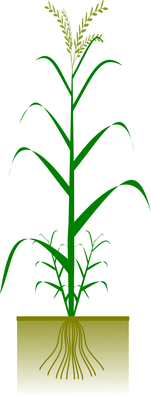Cereal plant i royalty. Planting clipart svg