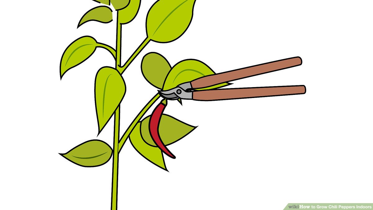 planting clipart tall plant