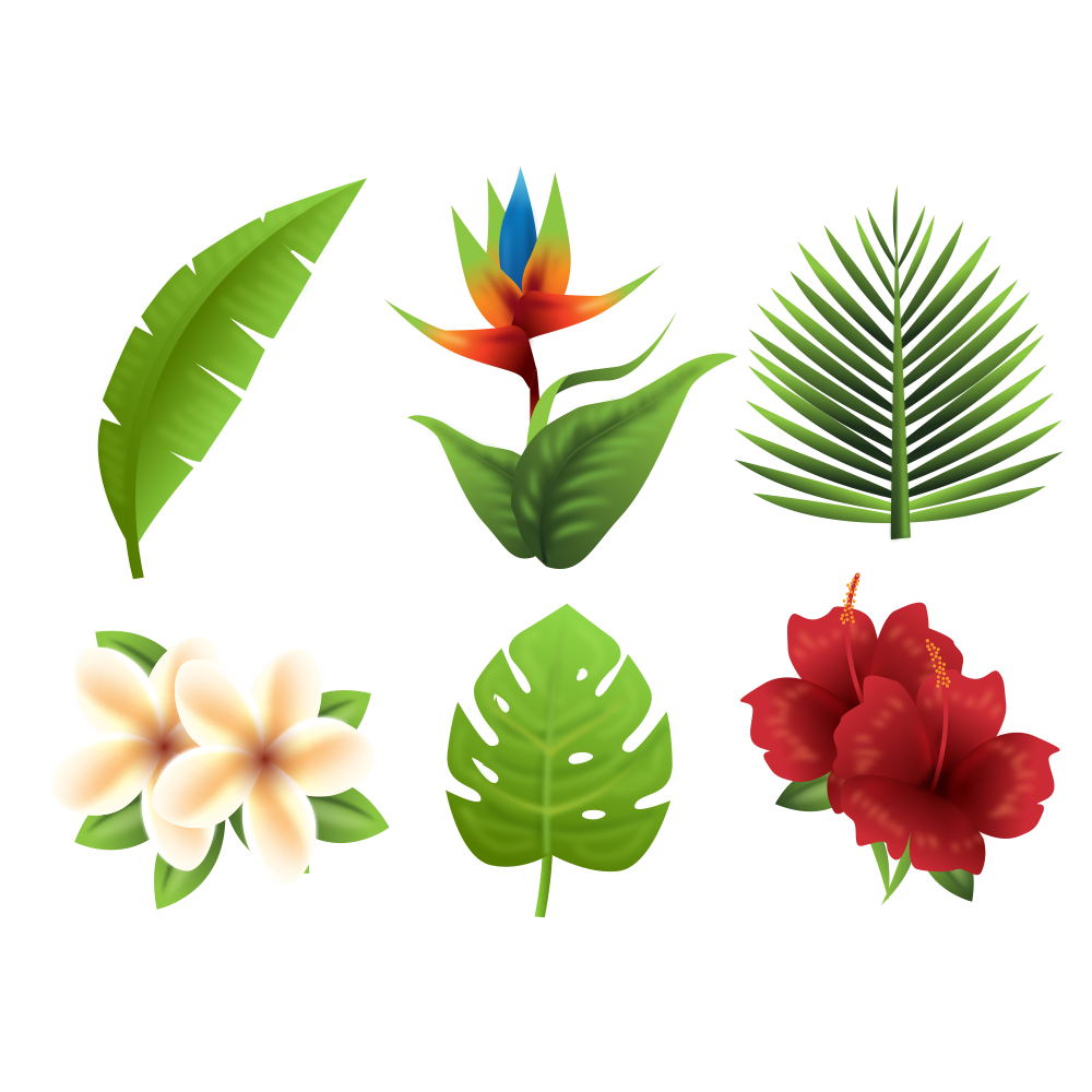 plants clipart terrestrial plant