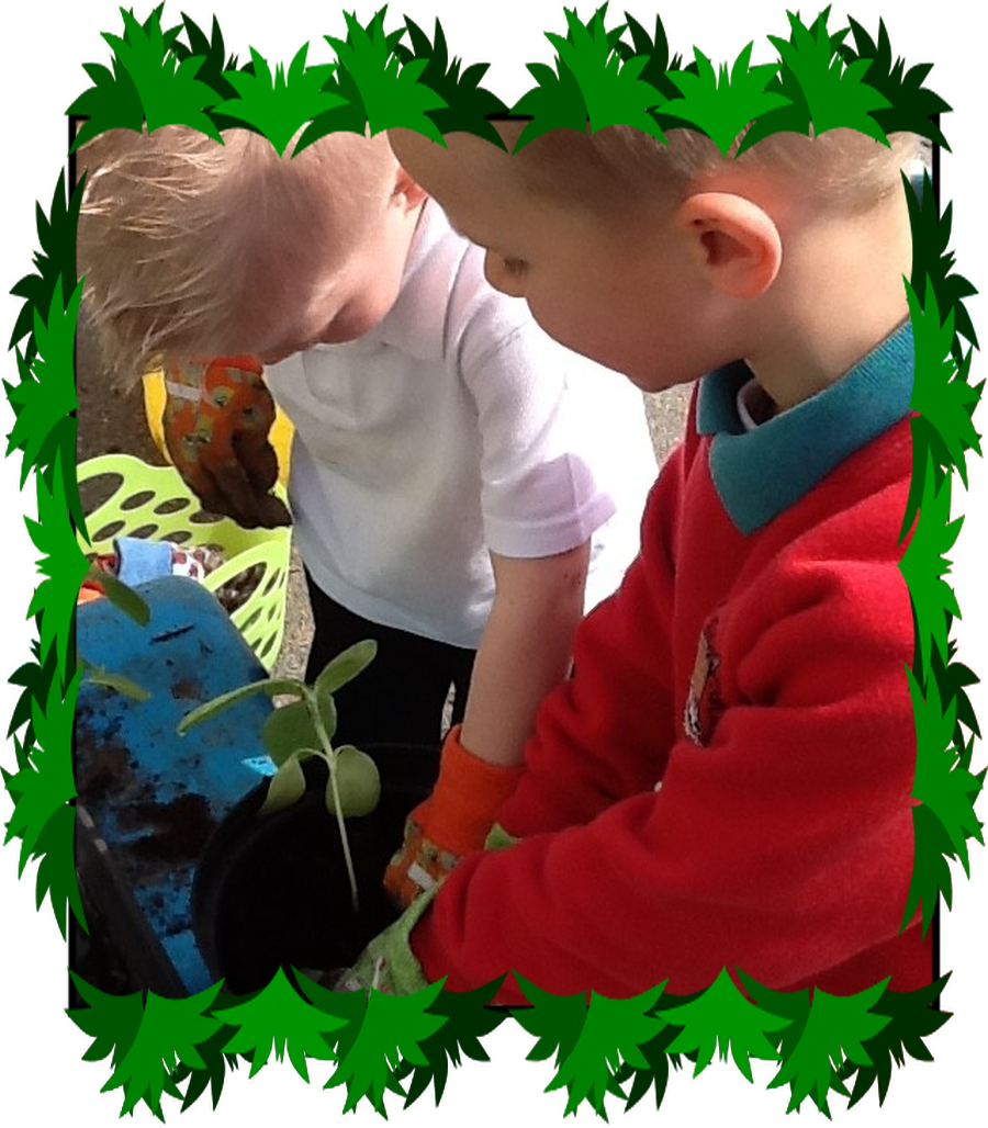 Planting clipart tiny plant. Bradfield dungworth primary school