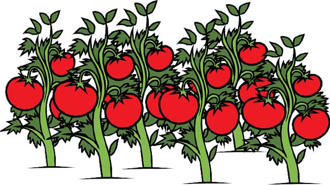 planting clipart tomato crop
