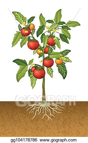 tomatoes clipart tomato seedling