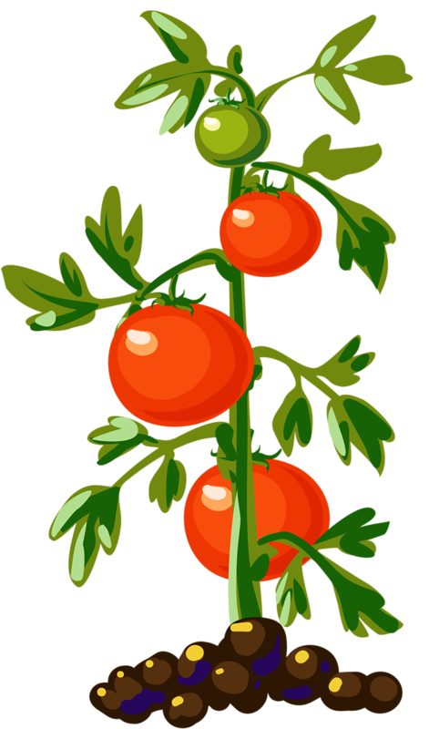 tomatoes clipart tomato vine