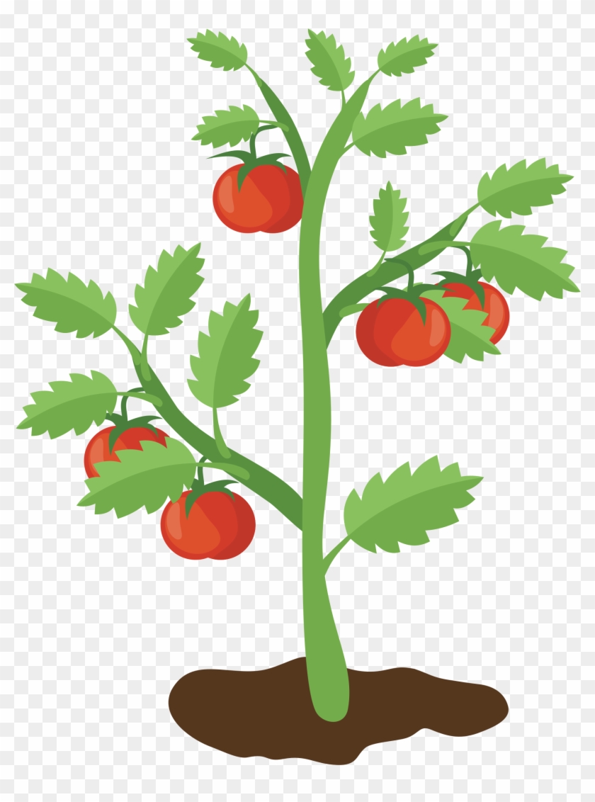 Image tomato free clip. Tomatoes clipart big plant
